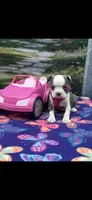 Chrissy-AKC, a female Boston Terrier for sale in Konawa, OK – 9 of 10