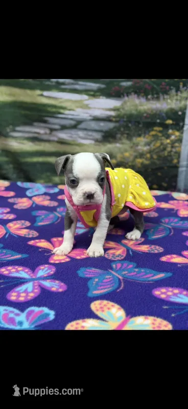 Chrissy-AKC – Boston Terrier puppy for sale in Konawa, OK