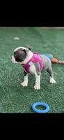 Chrissy-AKC, a female Boston Terrier for sale in Konawa, OK – 5 of 10