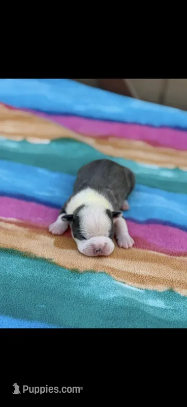 Chrissy-AKC – Boston Terrier puppy for sale in Konawa, OK