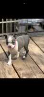 Avery-AKC, a female Boston Terrier for sale in Konawa, OK – 2 of 8