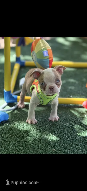 Oliver-AKC – Boston Terrier puppy for sale in Konawa, OK