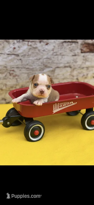 Oliver-AKC – Boston Terrier puppy for sale in Konawa, OK