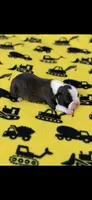 Jace-AKC, a male Boston Terrier for sale in Konawa, OK – 4 of 8