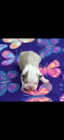 Gracie-AKC, a female Boston Terrier for sale in Konawa, OK – 3 of 6