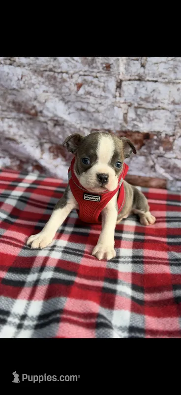 Denver-AKC – Boston Terrier puppy for sale in Konawa, OK