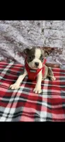 Denver-AKC, a male Boston Terrier for sale in Konawa, OK – 7 of 10