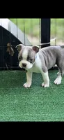 Denver-AKC, a male Boston Terrier for sale in Konawa, OK – 2 of 10