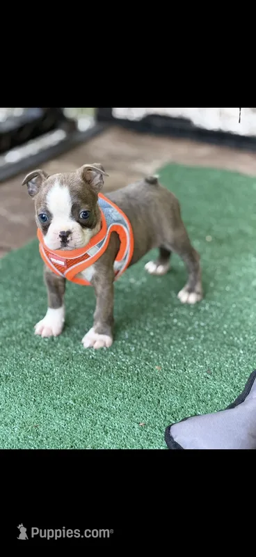 Nash-AKC – Boston Terrier puppy for sale in Konawa, OK