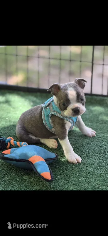 Denver-AKC – Boston Terrier puppy for sale in Konawa, OK
