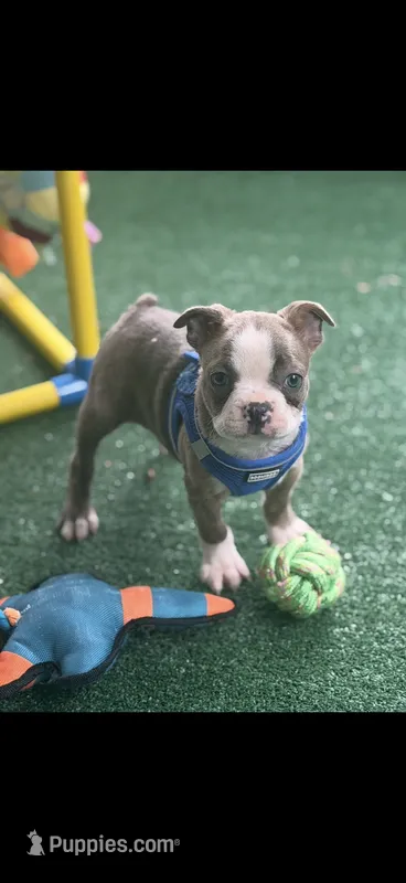 Nash-AKC – Boston Terrier puppy on hold in Konawa, OK