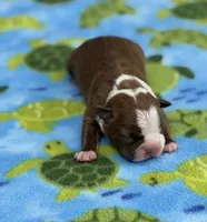 Rocky-AKC, a male Boston Terrier for sale in Konawa, OK – 3 of 8