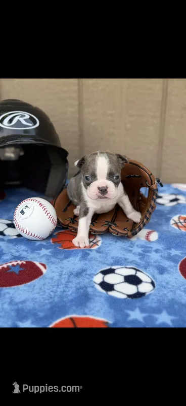 Denver-AKC – Boston Terrier puppy for sale in Konawa, OK