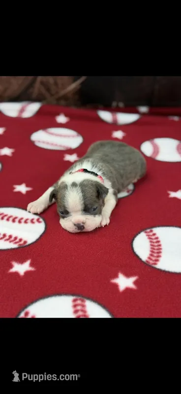 Denver-AKC – Boston Terrier puppy for sale in Konawa, OK