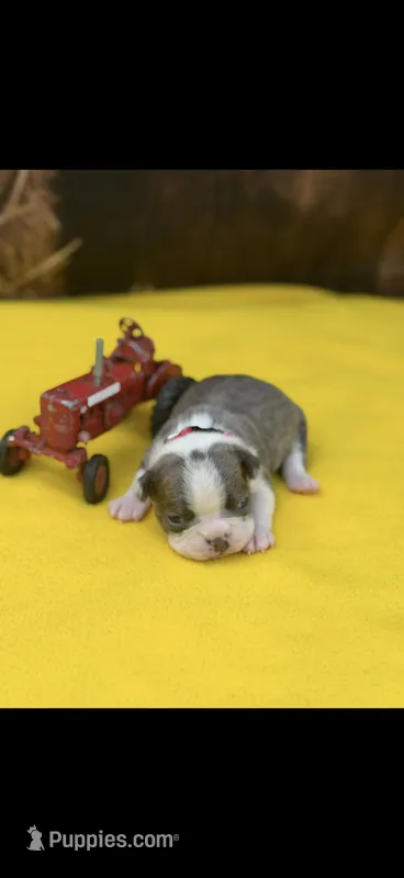 Denver-AKC – Boston Terrier puppy for sale in Konawa, OK