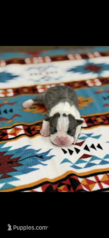 Denver-AKC – Boston Terrier puppy for sale in Konawa, OK