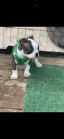 Tyson-AKC, a male Boston Terrier for sale in Konawa, OK – 4 of 9