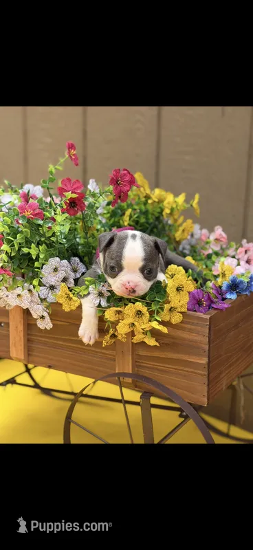 Avery-AKC – Boston Terrier puppy for sale in Konawa, OK