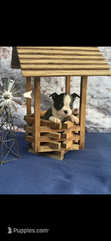Winston-AKC – Boston Terrier puppy for sale in Konawa, OK