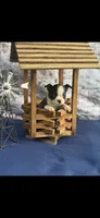 Winston-AKC, a male Boston Terrier for sale in Konawa, OK – 6 of 10