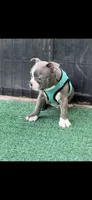 Lane-AKC, a male Boston Terrier for sale in Konawa, OK – 3 of 10