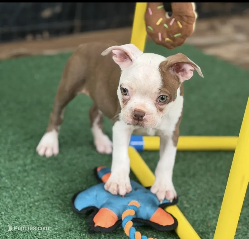 Samuel-AKC – Boston Terrier puppy for sale in Konawa, OK