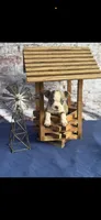 Dawson-AKC, a male Boston Terrier for sale in Konawa, OK – 5 of 10