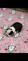 Maggie-AKC, a female Boston Terrier for sale in Konawa, OK – 4 of 5
