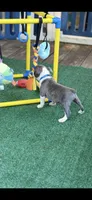 Denver-AKC, a male Boston Terrier for sale in Konawa, OK – 5 of 10