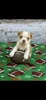 Oliver-AKC, a male Boston Terrier for sale in Konawa, OK – 5 of 10