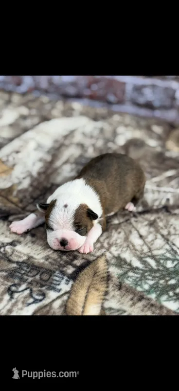 Watson-AKC – Boston Terrier puppy for sale in Konawa, OK