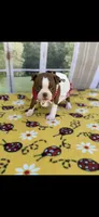Annie-akc, a female Boston Terrier for sale in Konawa, OK – 10 of 10