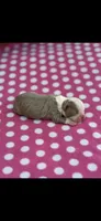 Gracie-AKC, a female Boston Terrier for sale in Konawa, OK – 2 of 6