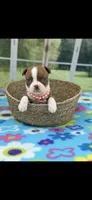 Reese-AKC, a female Boston Terrier for sale in Konawa, OK – 9 of 9