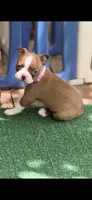 Reese-AKC, a female Boston Terrier for sale in Konawa, OK – 6 of 9