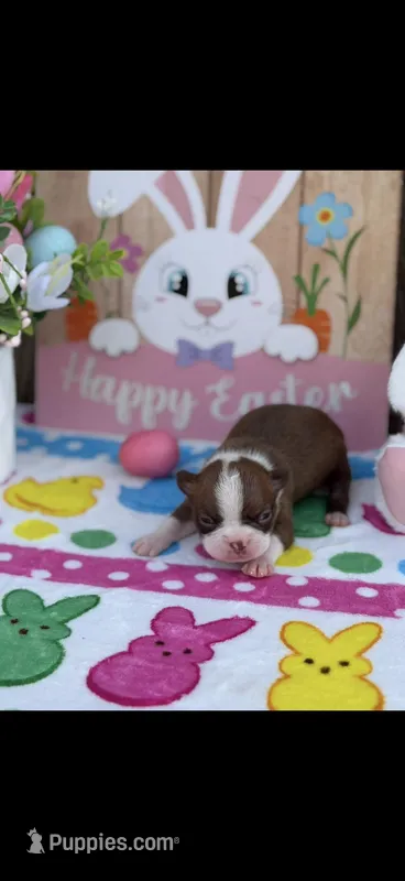 Reese-AKC – Boston Terrier puppy for sale in Konawa, OK