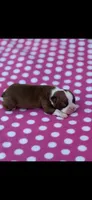 Reese-AKC, a female Boston Terrier for sale in Konawa, OK – Photo 3 of 6