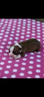 Reese-AKC, a female Boston Terrier for sale in Konawa, OK – Photo 6 of 6