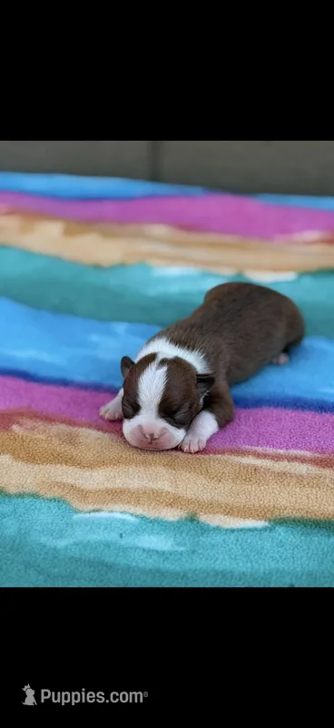 Reese-AKC – Boston Terrier puppy for sale in Konawa, OK