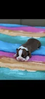 Reese-AKC, a female Boston Terrier for sale in Konawa, OK – Photo 1 of 6