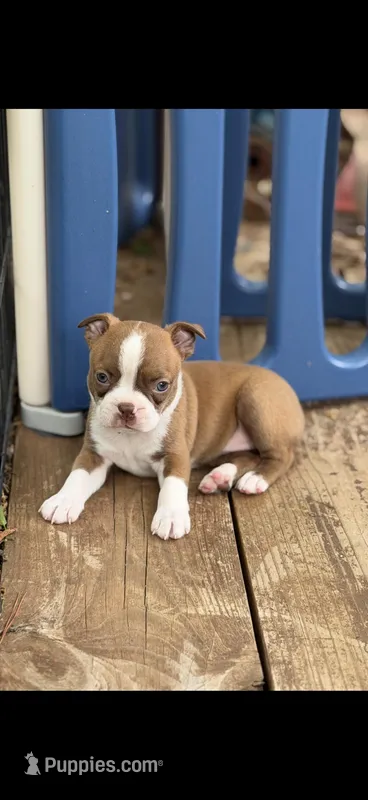 Reese-AKC – Boston Terrier puppy for sale in Konawa, OK