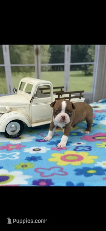 Reese-AKC – Boston Terrier puppy for sale in Konawa, OK