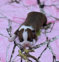 Reese-AKC, a female Boston Terrier for sale in Konawa, OK – Photo 2 of 6