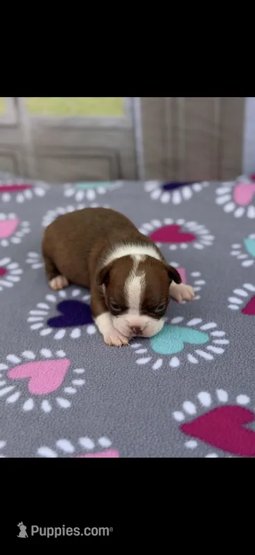 Reese-AKC – Boston Terrier puppy for sale in Konawa, OK