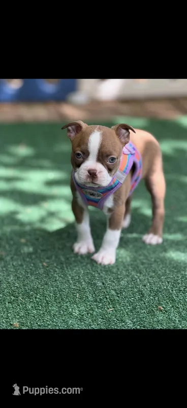 Reese-AKC – Boston Terrier puppy for sale in Konawa, OK