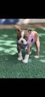 Reese-AKC, a female Boston Terrier for sale in Konawa, OK – 5 of 9