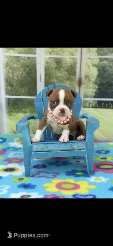 Reese-AKC – Boston Terrier puppy for sale in Konawa, OK