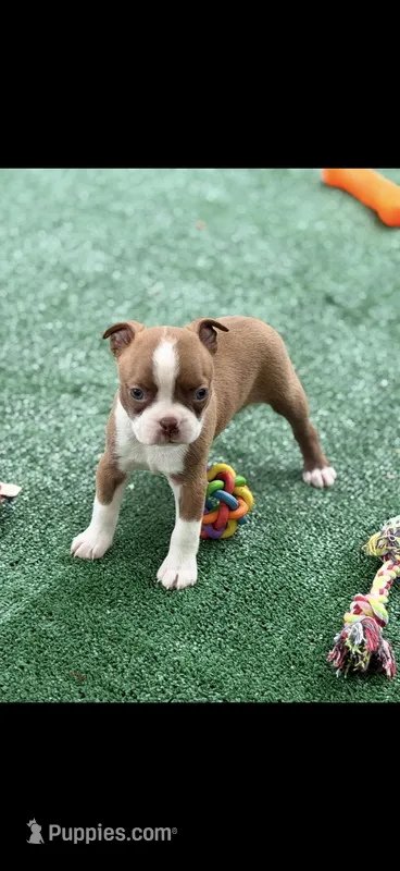 Reese-AKC – Boston Terrier puppy for sale in Konawa, OK