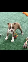 Reese-AKC, a female Boston Terrier for sale in Konawa, OK – 7 of 9