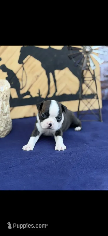 Tyson-AKC – Boston Terrier puppy for sale in Konawa, OK